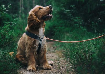 colliers anti-aboiement pour chien