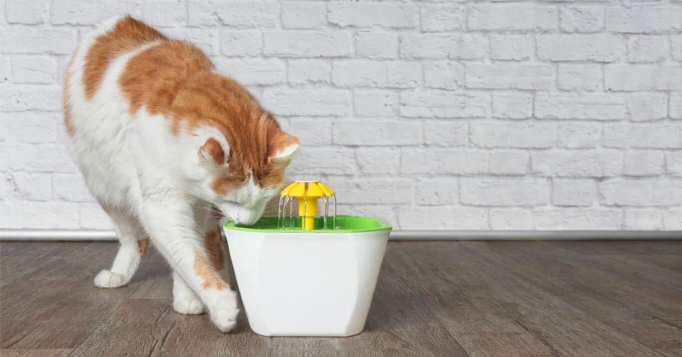 Le (vrai) top 5 des fontaines à eau pour chats en 2021